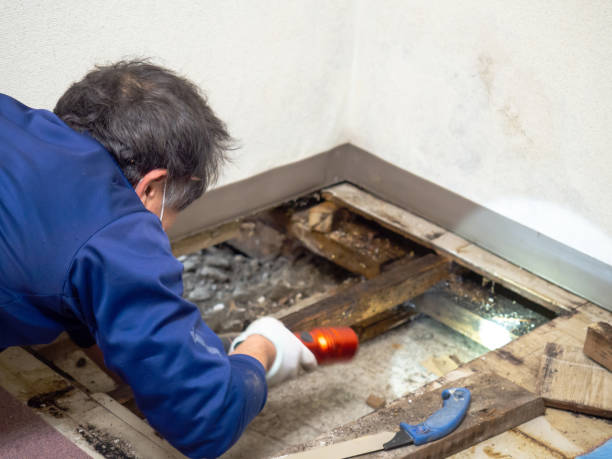 Best Mold Remediation for Specific Building Types in Suffolk, VA
