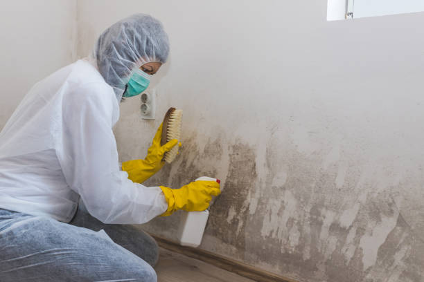 Best Crawl Space Mold Remediation in Suffolk, VA