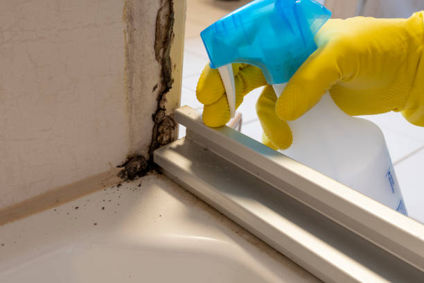 Best White Mold Remediation in Suffolk, VA