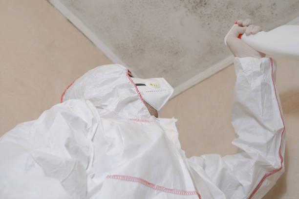 Best Residential Mold Remediation in Suffolk, VA