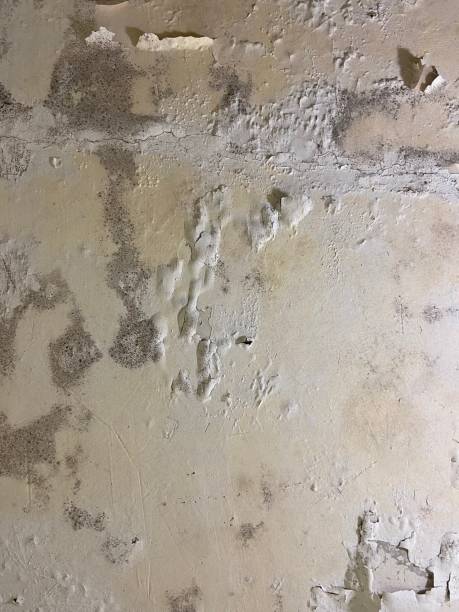 Best DIY Mold Remediation Support Services in Suffolk, VA