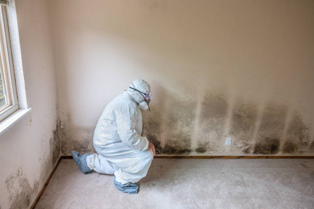 Best Mold Testing and Inspection Services in Suffolk, VA