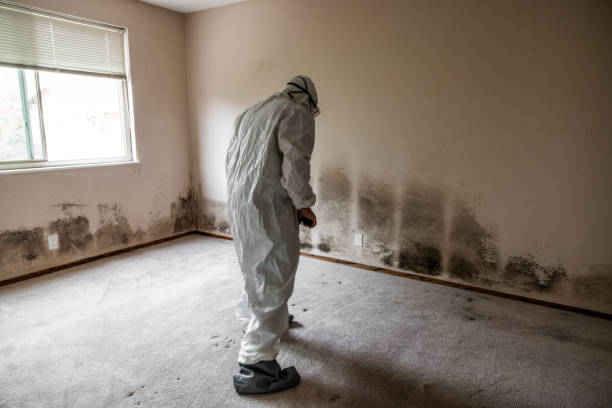 Professional Mold Remediation in Suffolk, VA