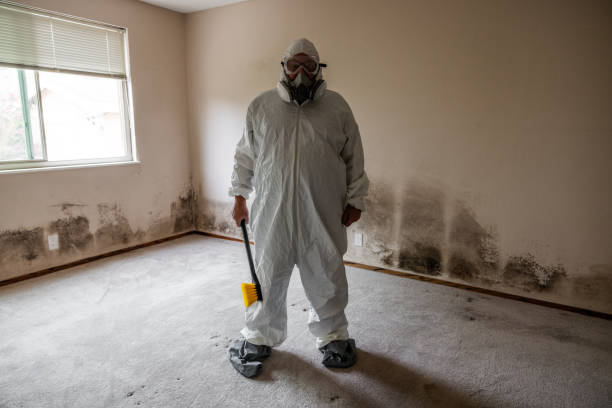 Trusted Suffolk, VA Mold Remediation Experts