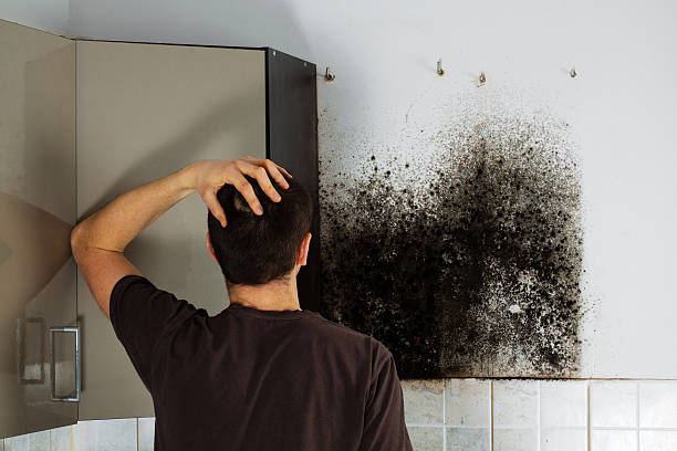 Best Kitchen Mold Remediation in Suffolk, VA