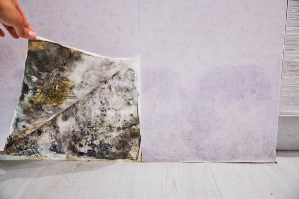 Best Health and Safety Mold Remediation in Suffolk, VA